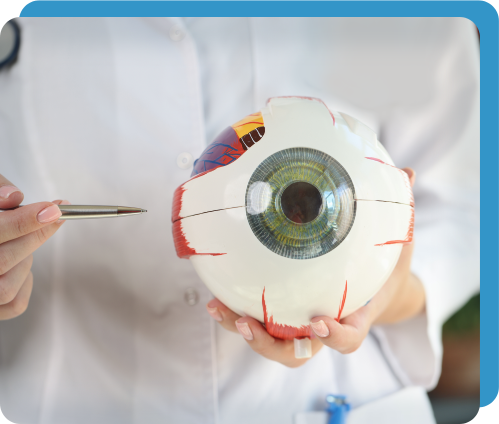Ophthalmologist Holds Model of Human Eye